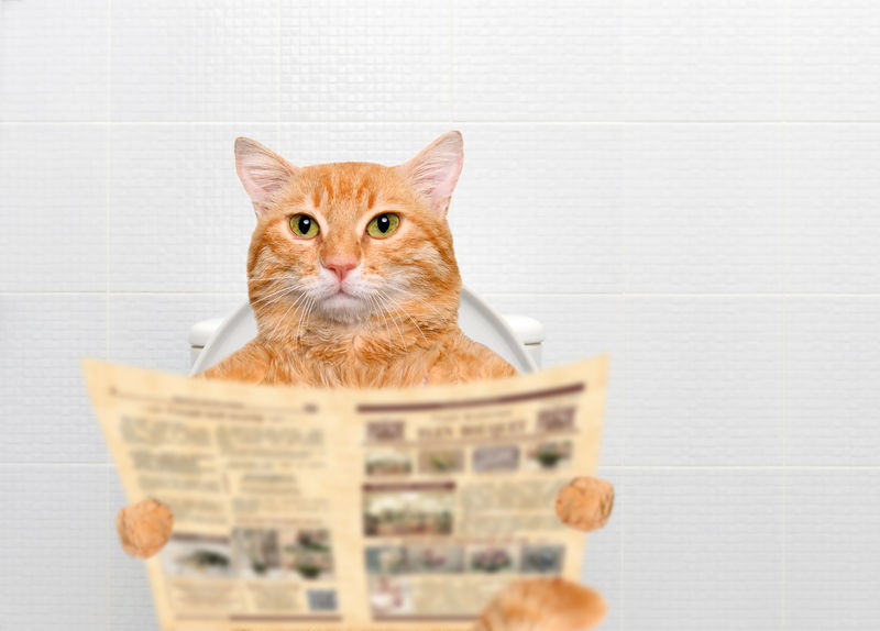 厕所里有报纸的猫