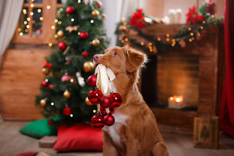狗新斯科舍鸭收费猎犬假日圣诞节