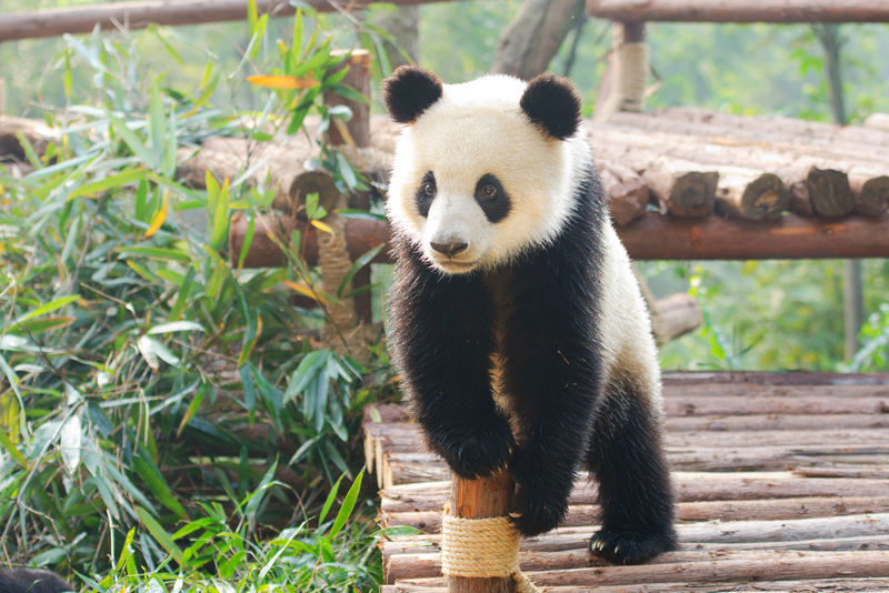 中国四川成都大熊猫好奇站