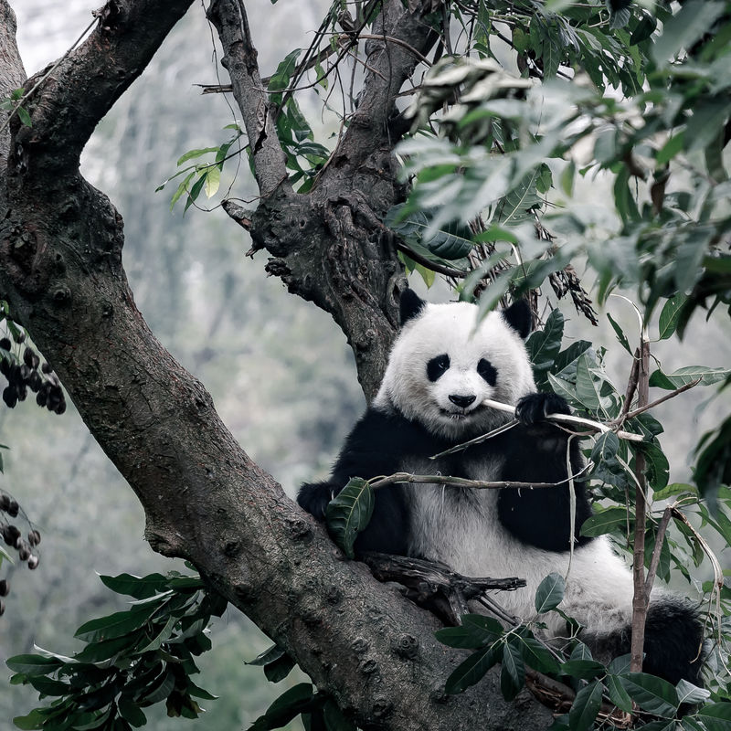 大熊猫在树上