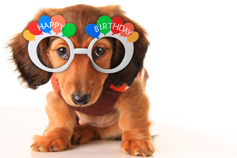 生日快乐小狗