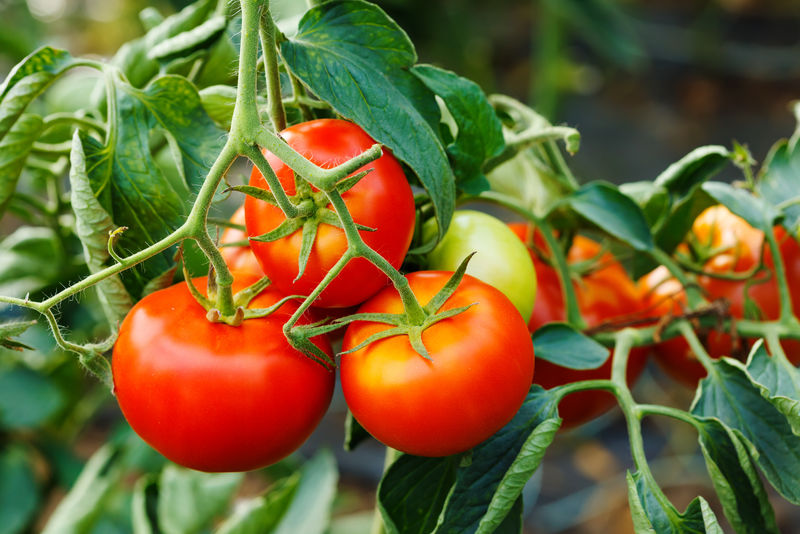 温室成熟番茄组团