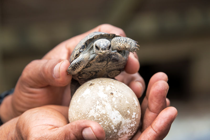 宝贝tortoise和鸡蛋