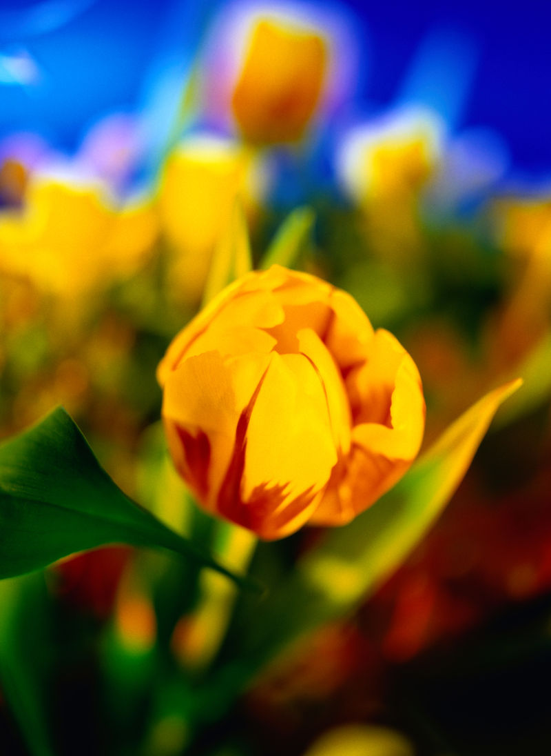 花园里的黄色郁金香