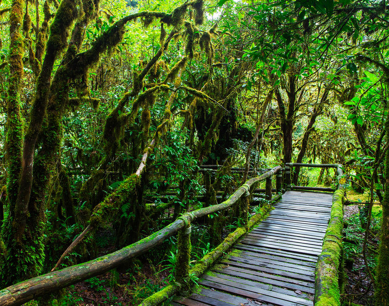 安加自然小径美丽的雨林叶子美丽