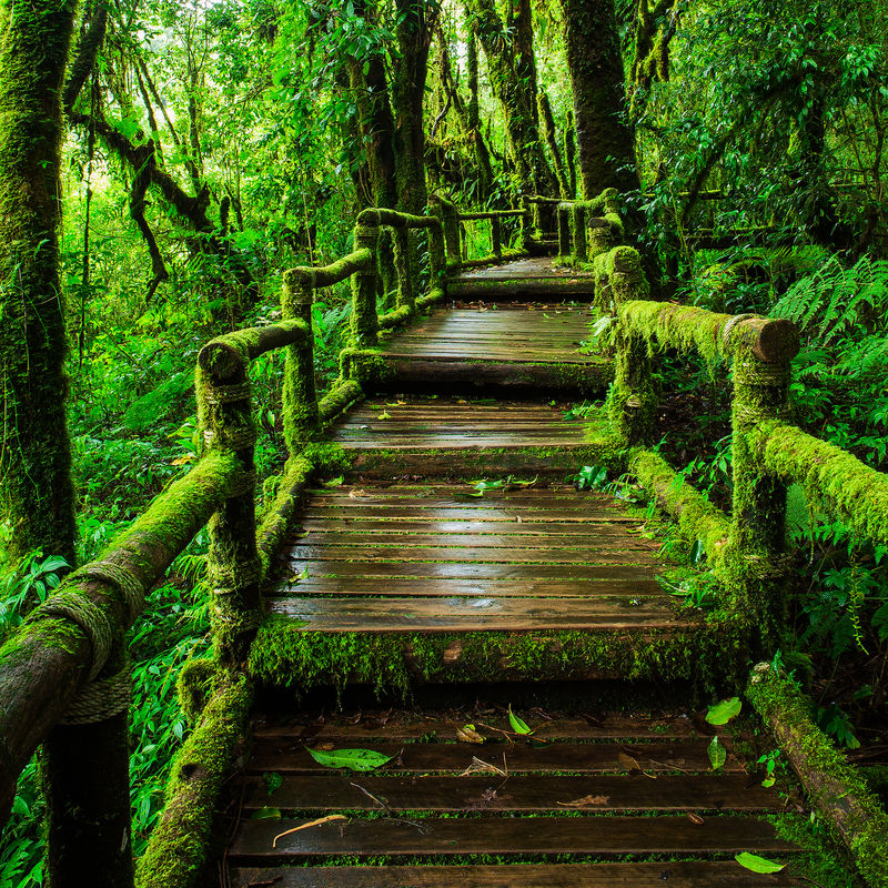 安加自然小径美丽的雨林丛林环境