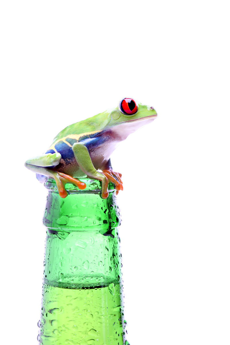 瓶子上的青蛙红眼睛树上的青蛙白色隔离