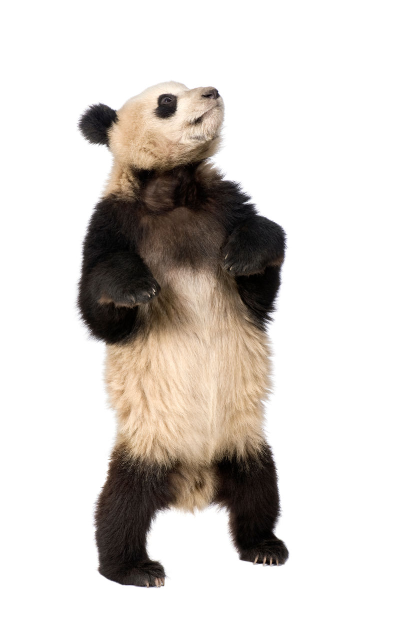 大熊猫大熊猫（18个月）
