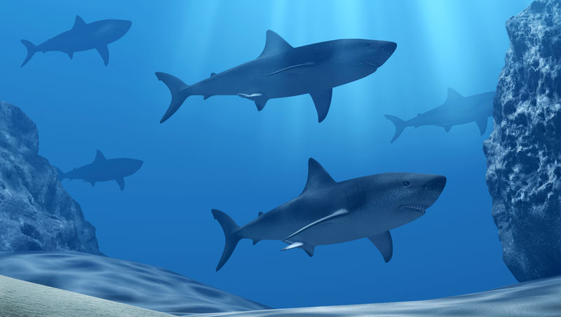 在深蓝色的海洋里一群鲨鱼在阳光和石头的照射下潜入水中