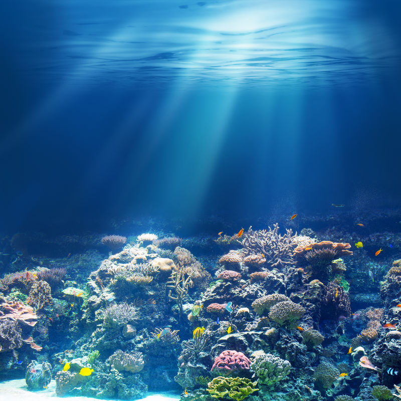 海水或海洋水下珊瑚礁浮潜或潜水