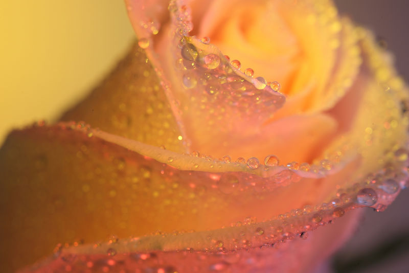 带水滴的粉色玫瑰的特写镜头