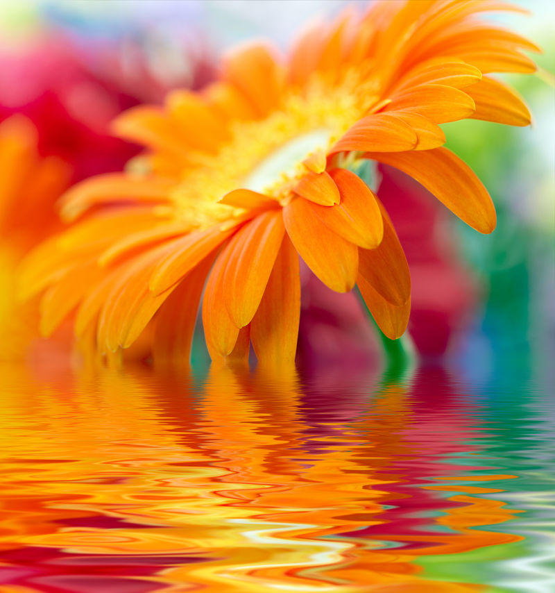 橙色雏菊非洲菊的特写照片