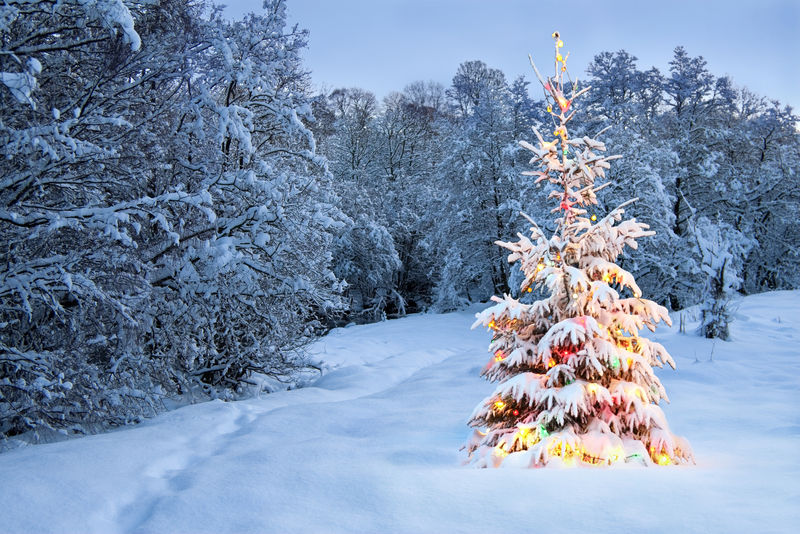 雪中圣诞树彩灯
