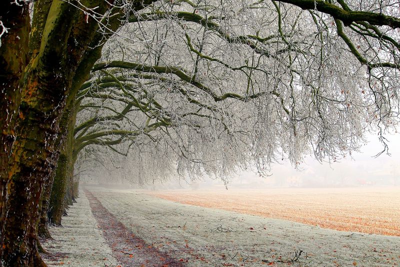 冬季景观-乡村道路在雾中被树木环绕
