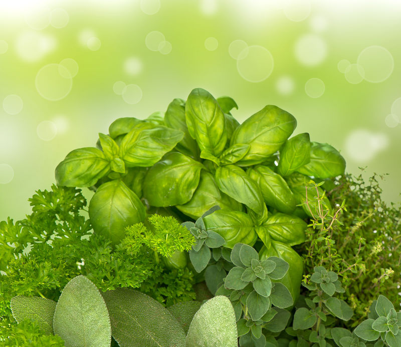 在模糊的绿色背景上的新鲜厨房草药-马郁兰；欧芹；罗勒；迷迭香；百里香鼠尾草