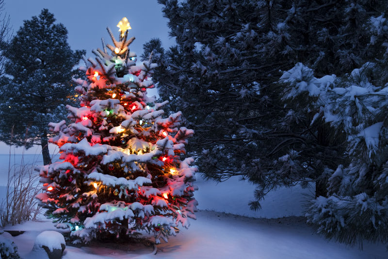 明亮的白雪覆盖的圣诞树冬季风暴