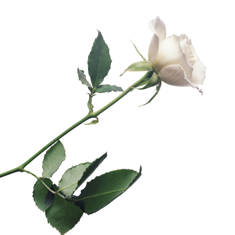 白色背景上隔离的白色长玫瑰