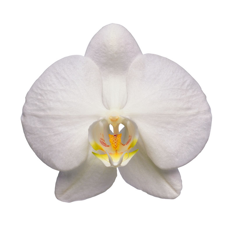 美丽的花兰花-白底白花蝴蝶兰