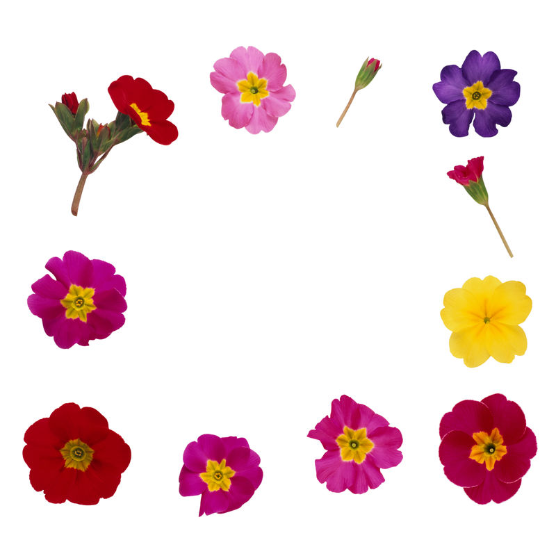 鲜花盛开-色彩鲜艳的花卉收藏-有叶和花-画水彩-春季或夏季的请柬婚礼或贺卡设计-白色背景