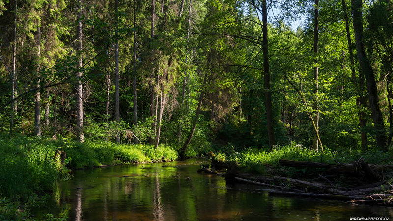 德国巴伐利亚州-哈芬洛尔小河流经茂密的野生森林