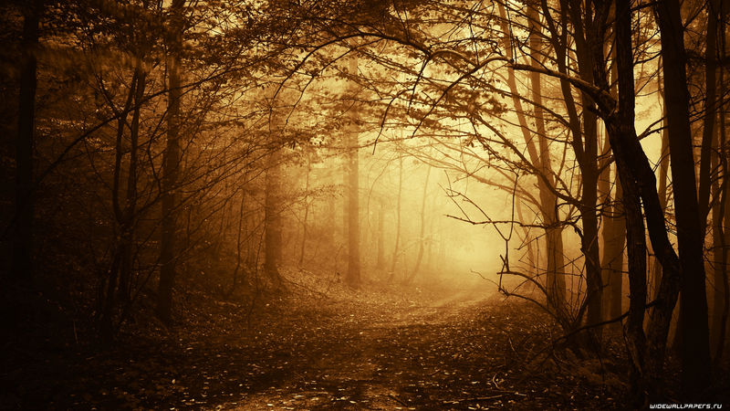 秋天-温暖的阳光落在黑暗的森林里的一条路上