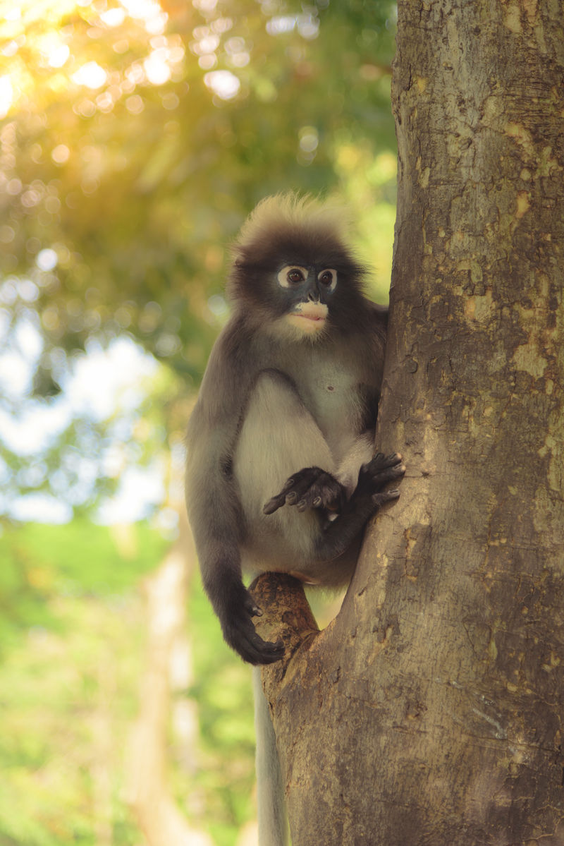 可爱的猴子生活在泰国的一个天然森林里选择性聚焦
