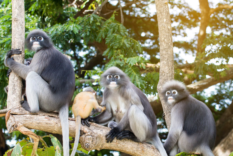 可爱的猴子可爱的猕猴眼镜有趣的猴子生活在大自然中