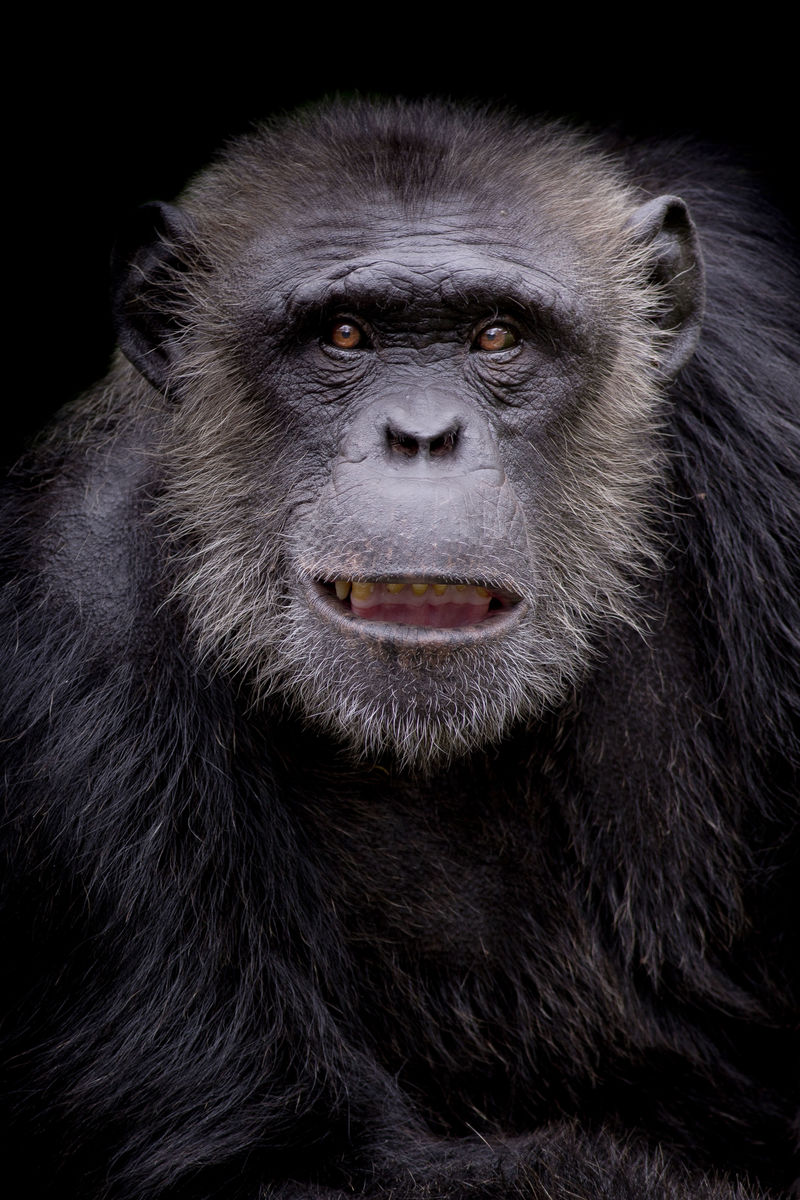 一只黑猩猩在黑色背景上若有所思地凝视的肖像