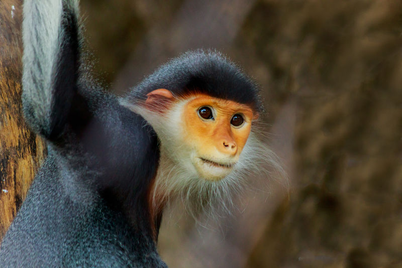 红杉双叶猴的肖像