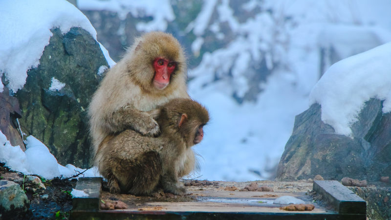 温泉里的日本雪猴猕猴