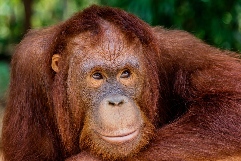 泰国动物园里的猩猩的肖像