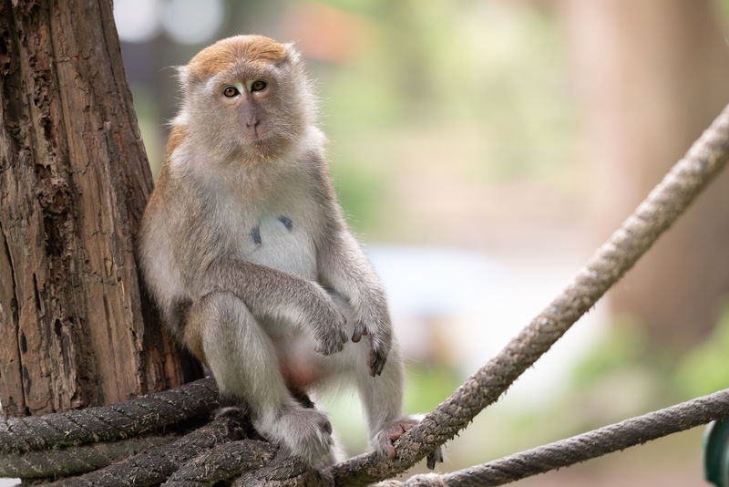 一只可爱的猴子生活在泰国的一片天然森林里