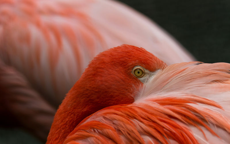 荷兰莱茵欧维汉兹迪伦公园动物园一只火烈鸟的彩色门廊