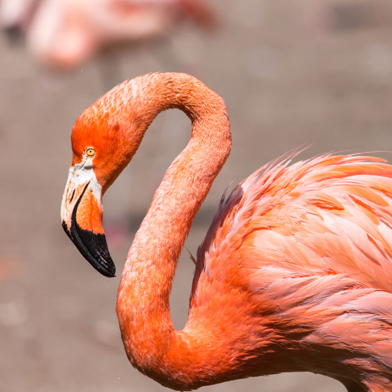 粉红色的加勒比火烈鸟（红火烈鸟）在水面上-粉红火烈鸟在沼泽里
