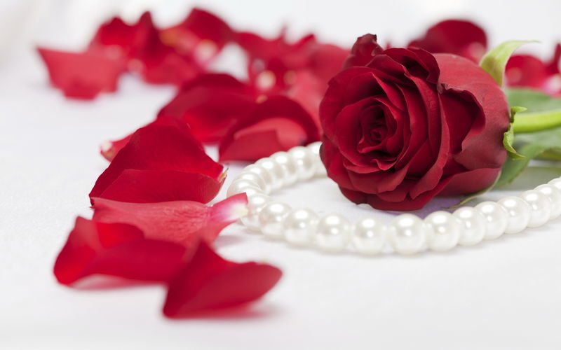 白底白珍珠项链红玫瑰花特写