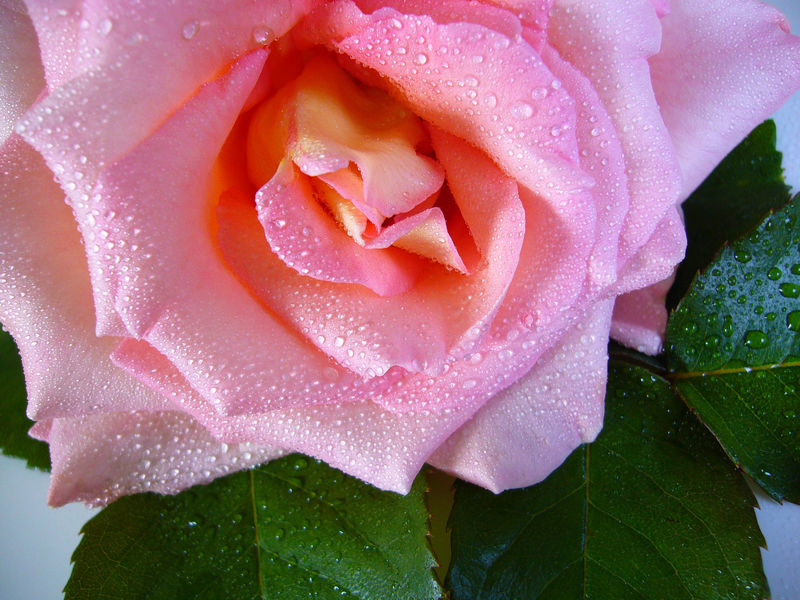 美丽的玫瑰花-粉红的玫瑰春花的特写