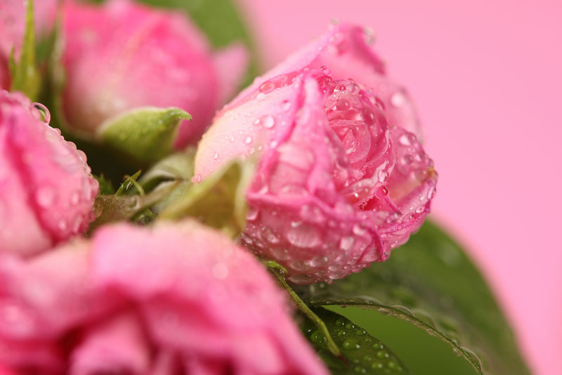 玫瑰（Rosa sp.）与雨点