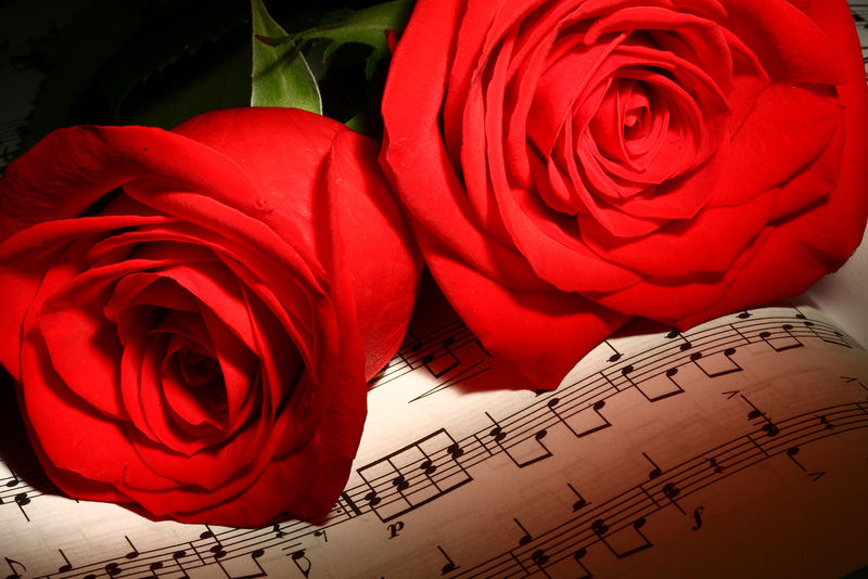 乐谱上的美丽红玫瑰-特写镜头