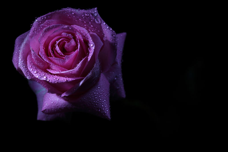 在暗色背景下-在对比色的光线下-在水滴中的粉红色玫瑰