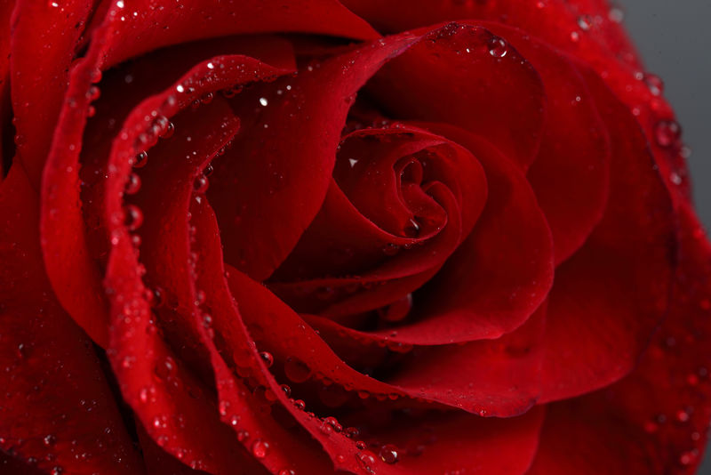 黑色背景下美丽的红玫瑰特写镜头