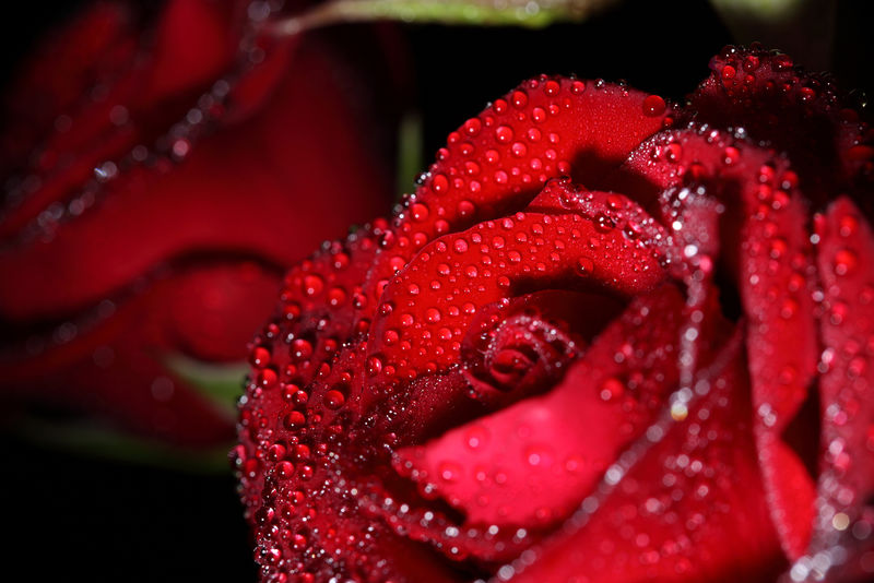 水滴中的红玫瑰