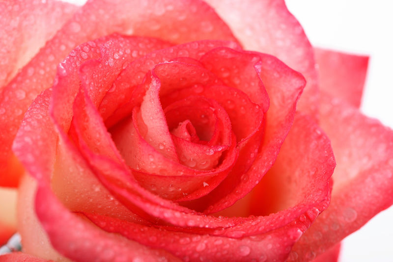 美丽的粉红色玫瑰花瓣和水滴