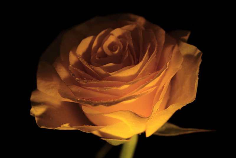 玫瑰黄棕色花-背景为黑色-有剪接路径-没有阴影-特写镜头-自然