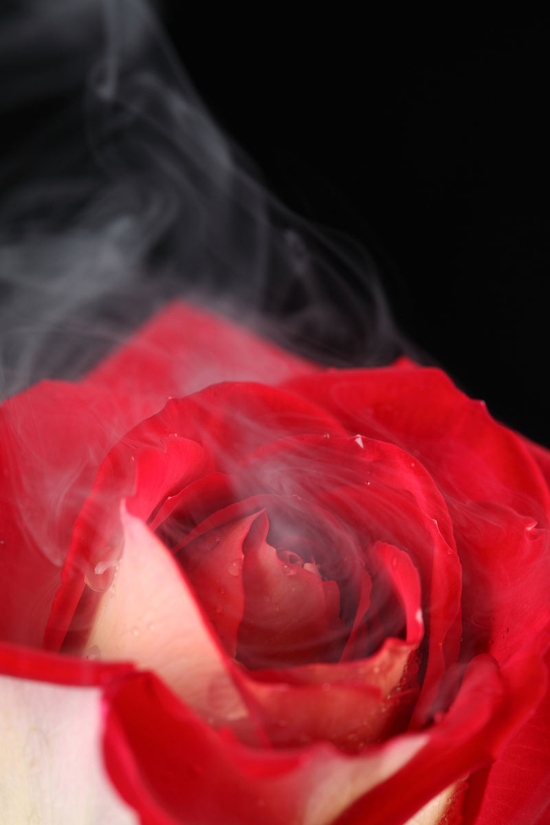 复古色彩：花园中美丽的红玫瑰的深色色调-花瓣上有水滴-用作背景或墙纸