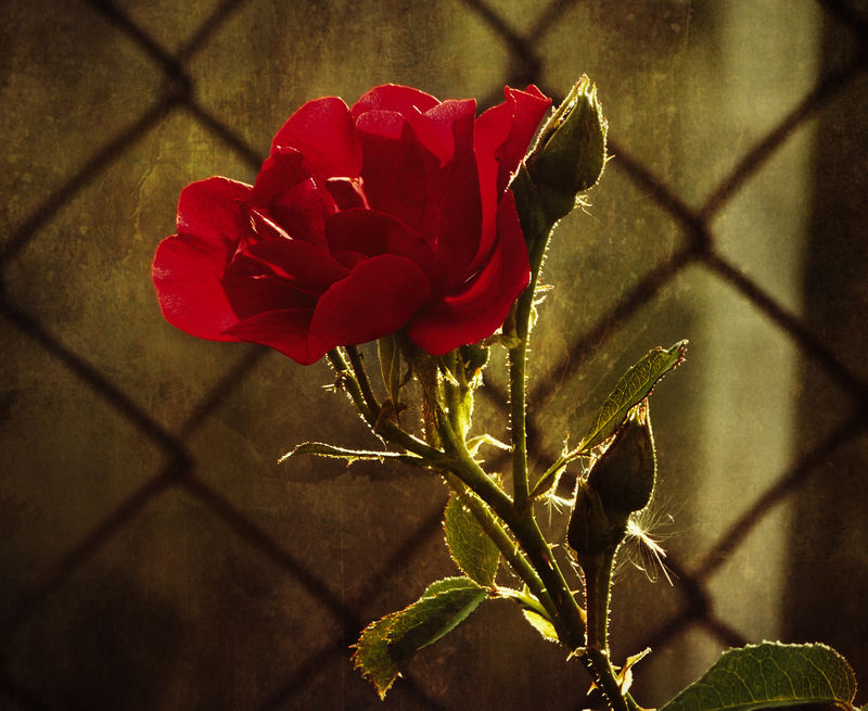 单朵红玫瑰丛生-在花园的树上