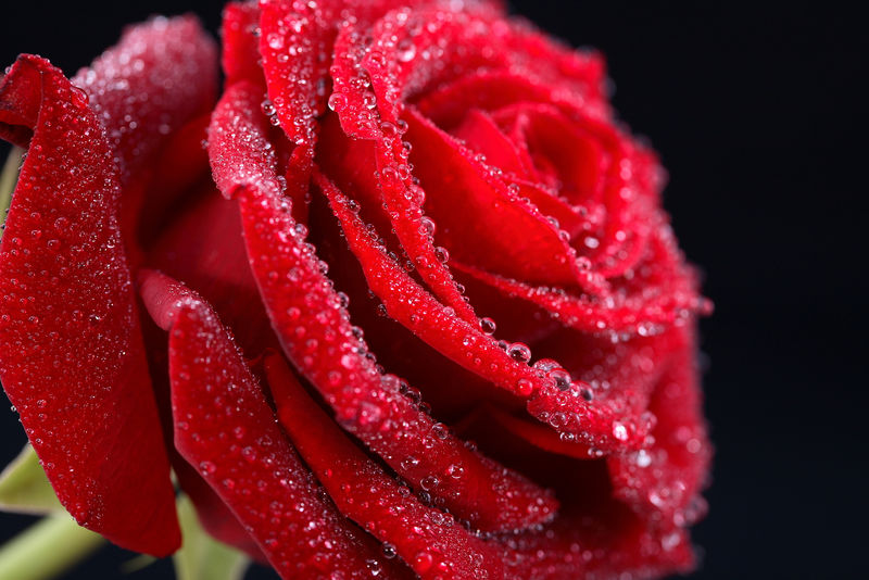 特写美丽的红色玫瑰-花瓣上有水滴-色彩鲜艳的自然花卉背景