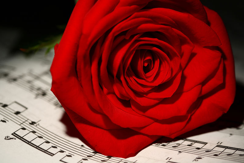 古典乐谱上的红玫瑰