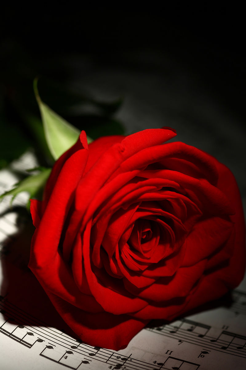红色玫瑰在黑色背景上特写