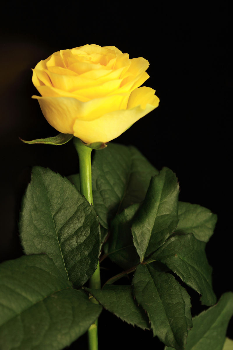 淡黄色的玫瑰被水滴覆盖