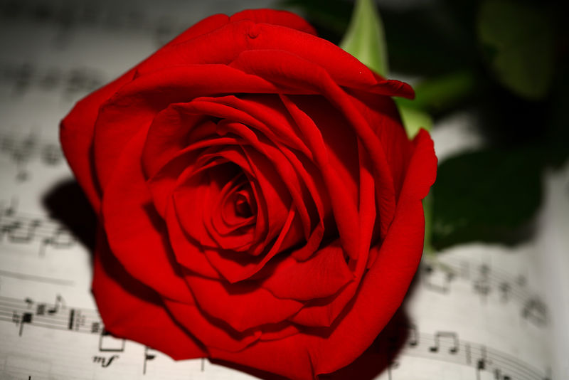 红玫瑰躺在一张木桌上